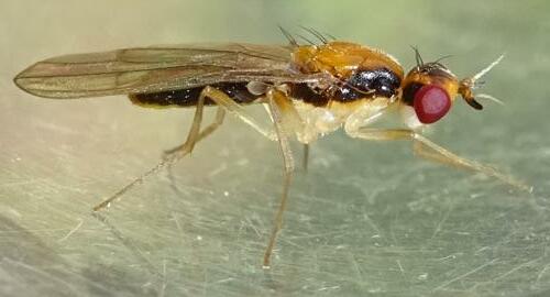 Réf. 365 503 : Chamaepsila longipennis
